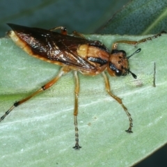 Pseudoperga guerinii (A sawfly) at Tennent, ACT - 29 Dec 2021 by jb2602