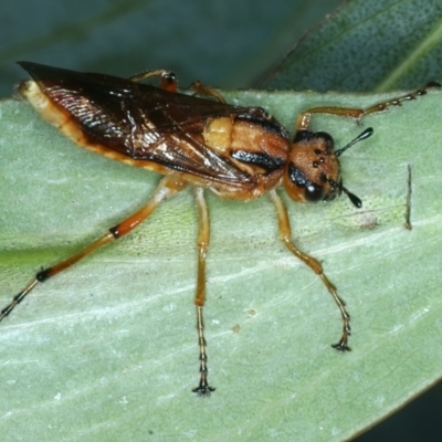 Pseudoperga guerinii (A sawfly) at Tennent, ACT - 29 Dec 2021 by jb2602
