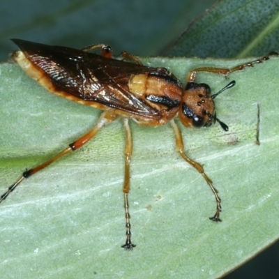 Pseudoperga lewisii (A Sawfly) at Tennent, ACT - 29 Dec 2021 by jbromilow50