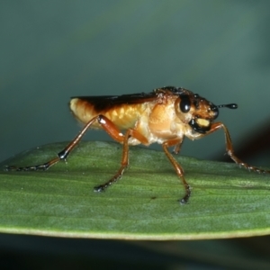 Pseudoperga lewisii at Tennent, ACT - 29 Dec 2021