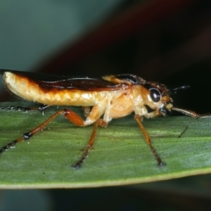 Pseudoperga lewisii at Tennent, ACT - 29 Dec 2021