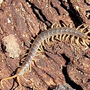 Scolopendra sp. (genus) at Stromlo, ACT - 1 Jan 2022