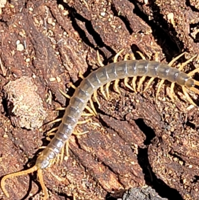 Scolopendra sp. (genus) (Centipede) at Bluetts Block Area - 1 Jan 2022 by trevorpreston