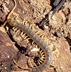 Scolopendra sp. (genus) at Stromlo, ACT - 1 Jan 2022