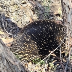 Tachyglossus aculeatus (Short-beaked Echidna) at Stromlo, ACT - 1 Jan 2022 by trevorpreston