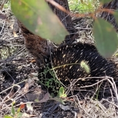 Tachyglossus aculeatus at Stromlo, ACT - 1 Jan 2022