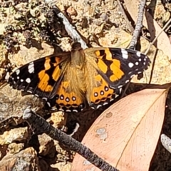 Vanessa kershawi (Australian Painted Lady) at Molonglo Valley, ACT - 1 Jan 2022 by trevorpreston