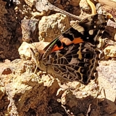 Vanessa kershawi at Molonglo Valley, ACT - 1 Jan 2022 11:37 AM