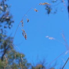 Poa sieberiana (Poa Tussock) at Denman Prospect 2 Estate Deferred Area (Block 12) - 1 Jan 2022 by tpreston