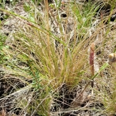 Poa sieberiana at Molonglo Valley, ACT - 1 Jan 2022 11:42 AM