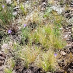 Poa sieberiana at Molonglo Valley, ACT - 1 Jan 2022 11:42 AM