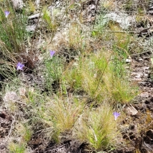 Poa sieberiana at Molonglo Valley, ACT - 1 Jan 2022 11:42 AM