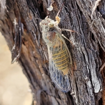 Atrapsalta furcilla (Southern Mountain Squeaker) at Molonglo Valley, ACT - 1 Jan 2022 by tpreston