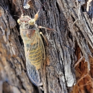 Atrapsalta furcilla at Denman Prospect 2 Estate Deferred Area (Block 12) - 1 Jan 2022 11:46 AM