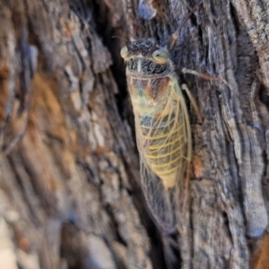 Atrapsalta furcilla at Molonglo Valley, ACT - 1 Jan 2022