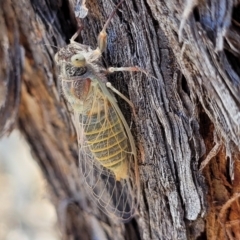 Atrapsalta furcilla at Denman Prospect 2 Estate Deferred Area (Block 12) - 1 Jan 2022 11:46 AM