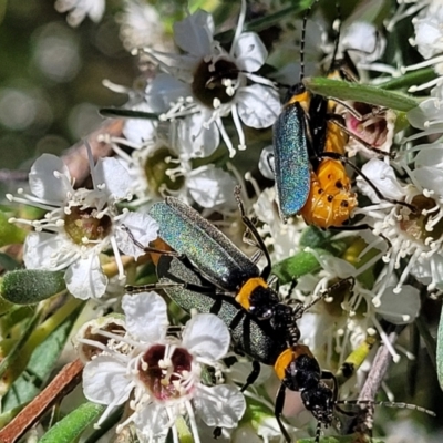 Chauliognathus lugubris (Plague Soldier Beetle) at Block 402 - 1 Jan 2022 by trevorpreston