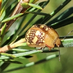 Paropsis pictipennis (Tea-tree button beetle) at Stromlo, ACT - 1 Jan 2022 by tpreston