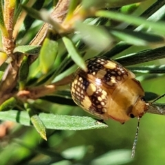 Paropsis pictipennis at Stromlo, ACT - 1 Jan 2022