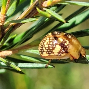 Paropsis pictipennis at Stromlo, ACT - 1 Jan 2022