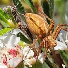 Oxyopes (genus) (Lynx spider) at Stromlo, ACT - 1 Jan 2022 by trevorpreston