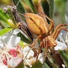 Oxyopes sp. (genus) (Lynx spider) at Block 402 - 1 Jan 2022 by trevorpreston