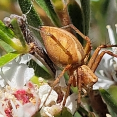 Oxyopes sp. (genus) at Stromlo, ACT - 1 Jan 2022