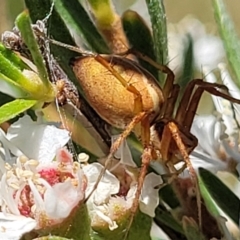 Oxyopes sp. (genus) at Stromlo, ACT - 1 Jan 2022