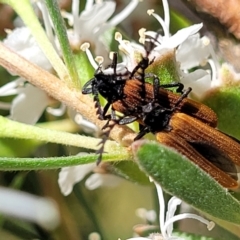 Porrostoma rhipidium (Long-nosed Lycid (Net-winged) beetle) at Stromlo, ACT - 1 Jan 2022 by trevorpreston