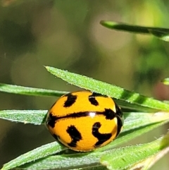 Coccinella transversalis (Transverse Ladybird) at Stromlo, ACT - 1 Jan 2022 by trevorpreston