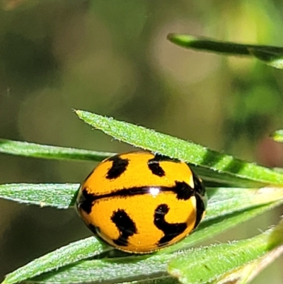 Coccinella transversalis (Transverse Ladybird) at Stromlo, ACT - 1 Jan 2022 by tpreston