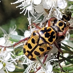 Neorrhina punctatum at Stromlo, ACT - 1 Jan 2022