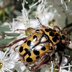 Neorrhina punctatum at Stromlo, ACT - 1 Jan 2022