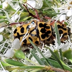 Neorrhina punctatum at Stromlo, ACT - 1 Jan 2022