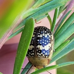 Paropsis pictipennis (Tea-tree button beetle) at Stromlo, ACT - 1 Jan 2022 by tpreston