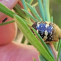 Paropsis pictipennis at Stromlo, ACT - 1 Jan 2022