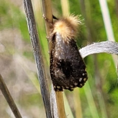 Epicoma contristis (Yellow-spotted Epicoma Moth) at Stromlo, ACT - 1 Jan 2022 by tpreston