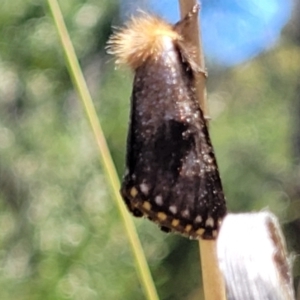 Epicoma contristis at Stromlo, ACT - 1 Jan 2022 12:13 PM