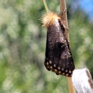 Epicoma contristis at Stromlo, ACT - 1 Jan 2022