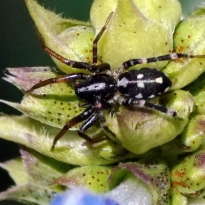 Nyssus sp. (genus) (Swift spiders) at Page, ACT - 1 Jan 2022 by DonTaylor