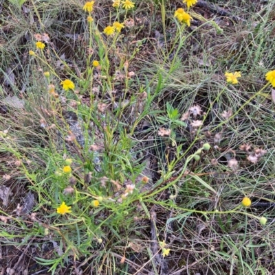 Senecio madagascariensis (Madagascan Fireweed, Fireweed) at Goorooyarroo NR (ACT) - 27 Dec 2021 by NickiTaws