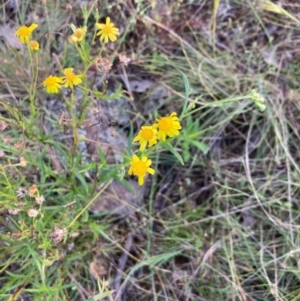 Senecio madagascariensis at Throsby, ACT - 28 Dec 2021