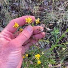 Senecio madagascariensis at Throsby, ACT - 28 Dec 2021