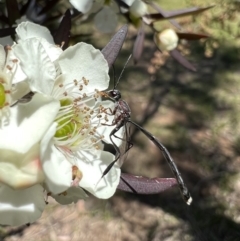 Gasteruption sp. (genus) (Gasteruptiid wasp) at Murrumbateman, NSW - 1 Jan 2022 by SimoneC