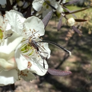 Gasteruption sp. (genus) at Murrumbateman, NSW - 1 Jan 2022