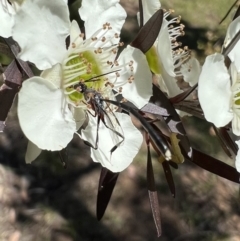 Gasteruption sp. (genus) at Murrumbateman, NSW - 1 Jan 2022 11:55 AM