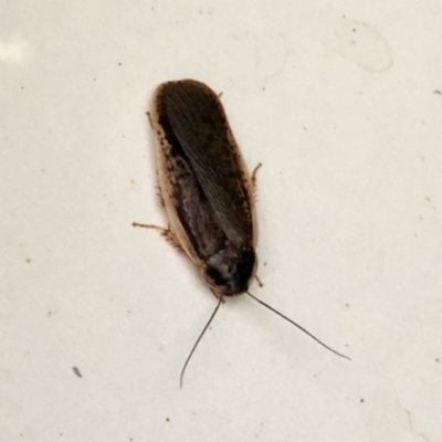 Molytria sp. (genus) (A cockroach) at Latham, ACT - 31 Dec 2021 by KMcCue