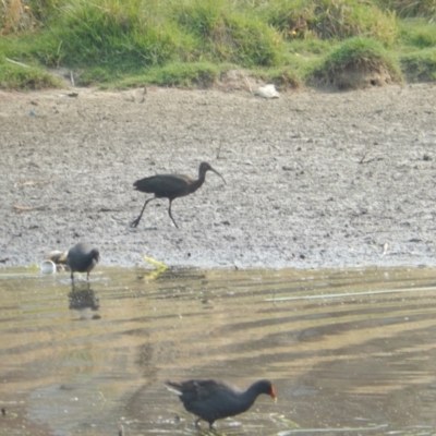 Plegadis falcinellus (Glossy Ibis) at Yerrabi Pond - 22 Dec 2019 by Birdy