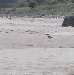 Esacus magnirostris at Evans Head, NSW - 1 Jan 2022