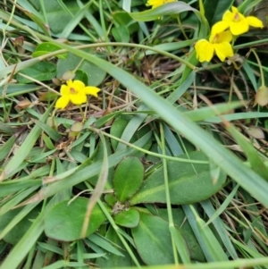 Goodenia fordiana at Evans Head, NSW - 1 Jan 2022